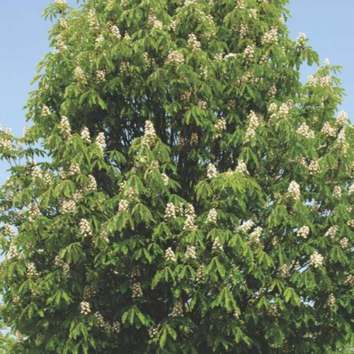 12. Каштан великан